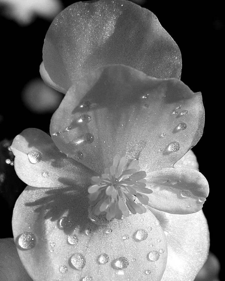 Flower With Rain B/w Photograph by Michael Ramsey