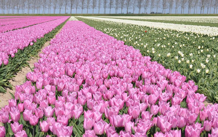 Flowerfield, pink tulips Photograph by Eduard Meinema