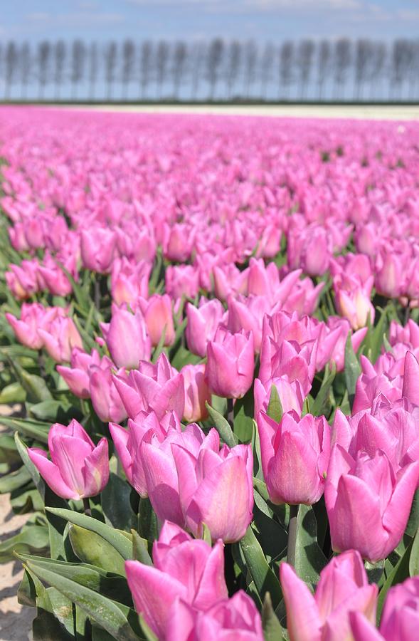 Flowerfield with pink tulips Photograph by Eduard Meinema