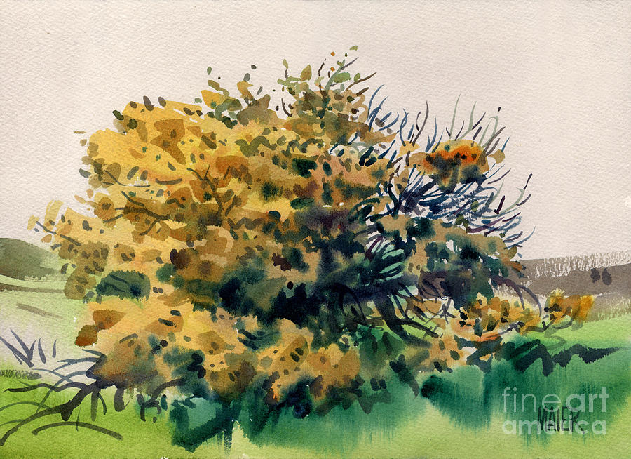 Flowering Acacia Tree Painting by Donald Maier