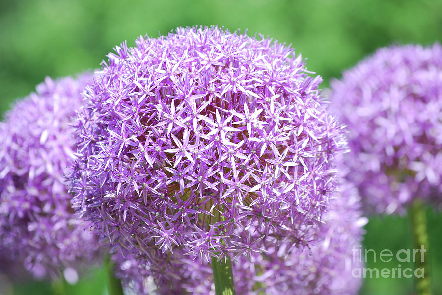 Flowering Allium Bulbs in Bloom Photograph by DejaVu Designs