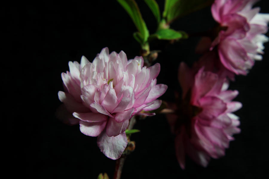 Flowering Almond 2011-1 Photograph by Robert Morin