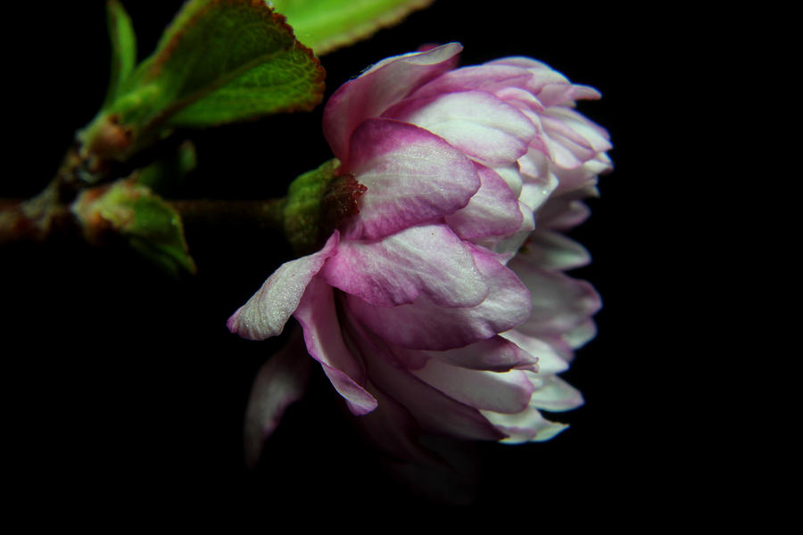 Flowering Almond 2011-10 Photograph by Robert Morin