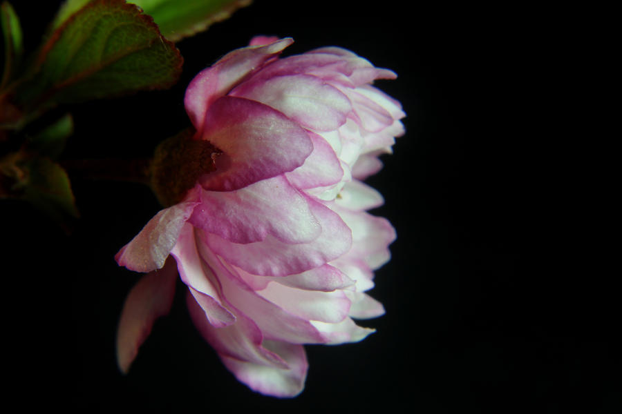 Flowering Almond 2011-11a Photograph by Robert Morin