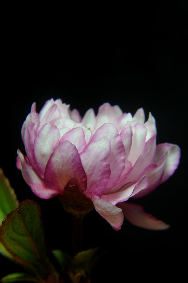 Flowering Almond 2011-11b Photograph by Robert Morin