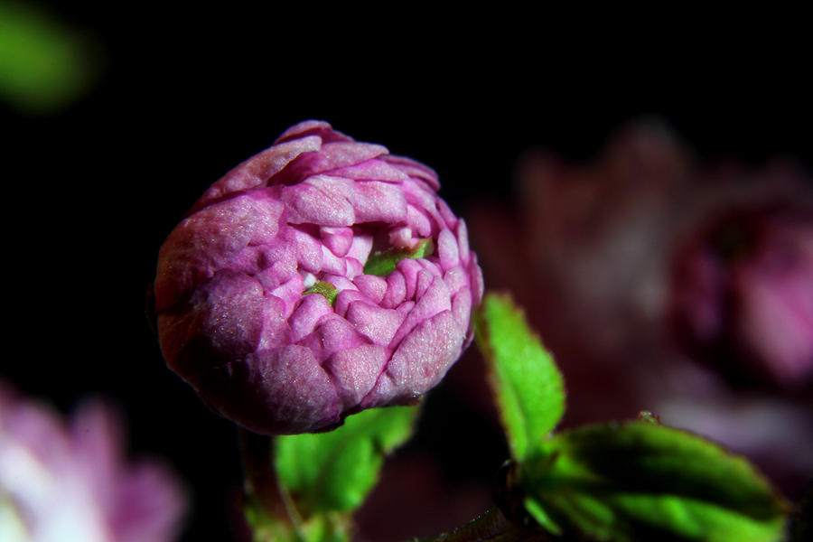 Flowering Almond 2011-12 Photograph by Robert Morin