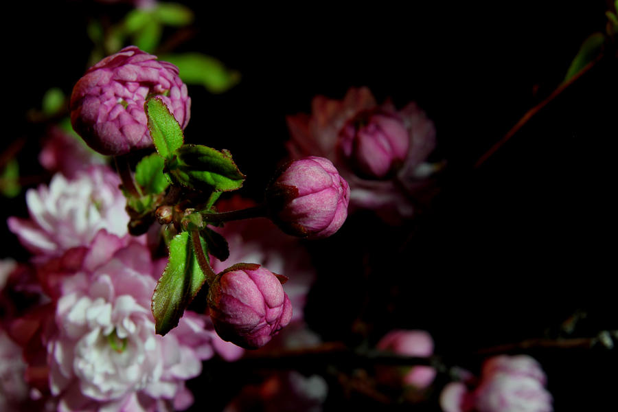 Flowering Almond 2011-13 Photograph by Robert Morin