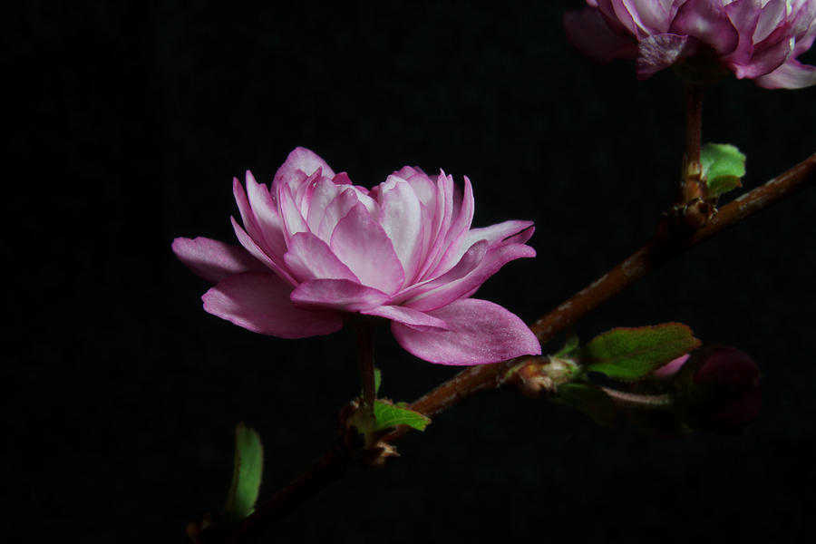 Flowering Almond 2011-14 Photograph by Robert Morin