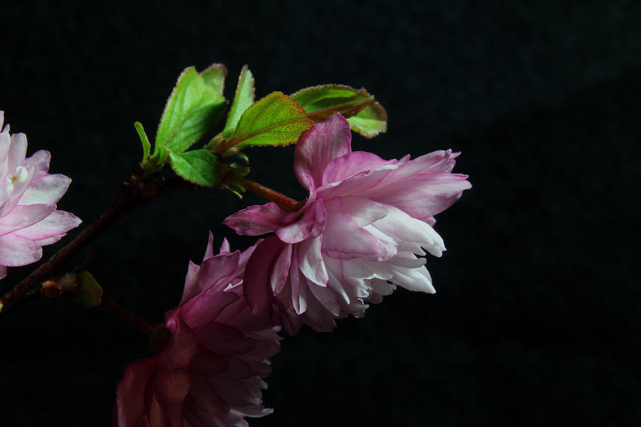 Flowering Almond 2011-15 Photograph by Robert Morin