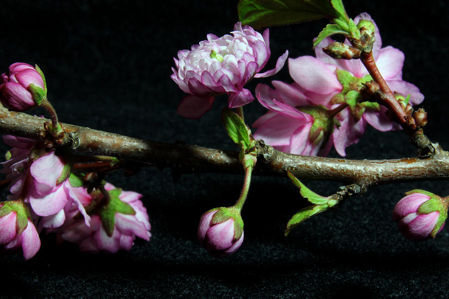 Flowering Almond 2011-16 Photograph by Robert Morin