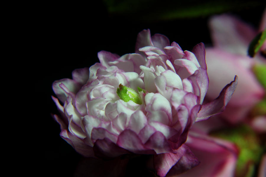 Flowering Almond 2011-17 Photograph by Robert Morin