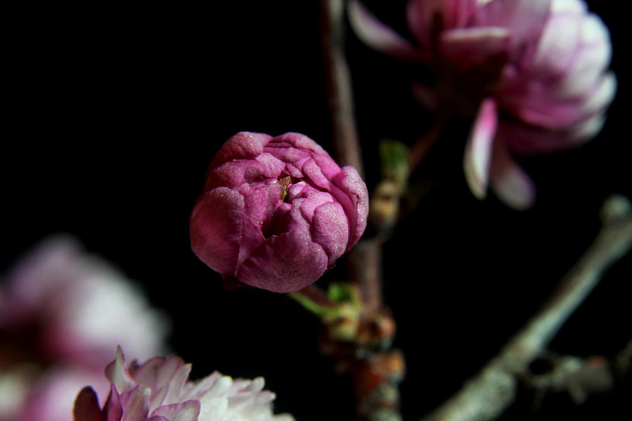 Flowering Almond 2011-2 Photograph by Robert Morin