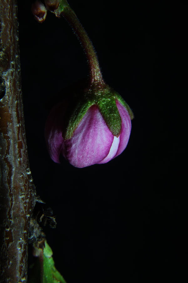 Flowering Almond 2011-20a Photograph by Robert Morin