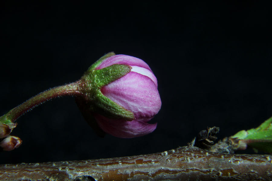 Flowering Almond 2011-20b Photograph by Robert Morin