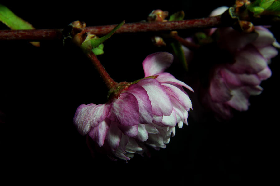 Flowering Almond 2011-21 Photograph by Robert Morin