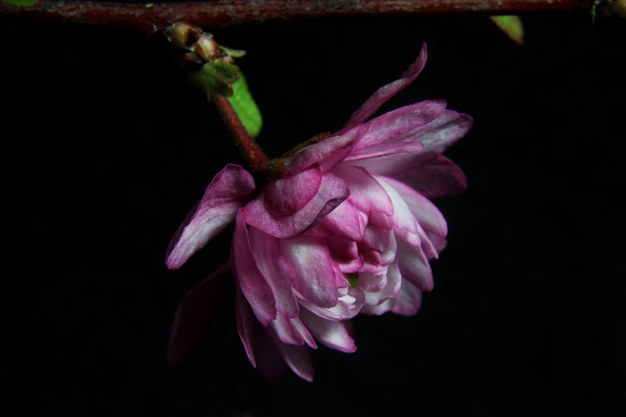 Flowering Almond 2011-22 Photograph by Robert Morin