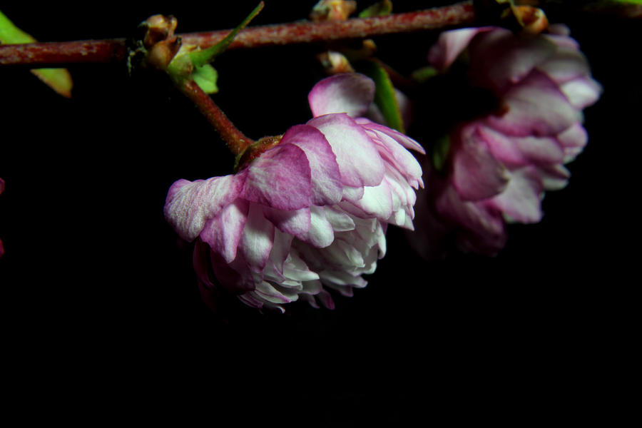 Flowering Almond 2011-23 Photograph by Robert Morin