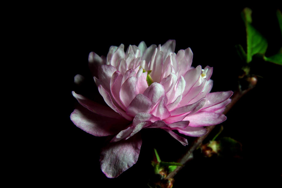 Flowering Almond 2011-24 Photograph by Robert Morin