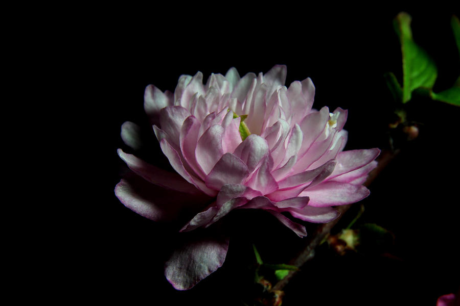 Flowering Almond 2011-25 Photograph by Robert Morin