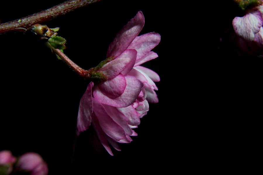 Flowering Almond 2011-26 Photograph by Robert Morin