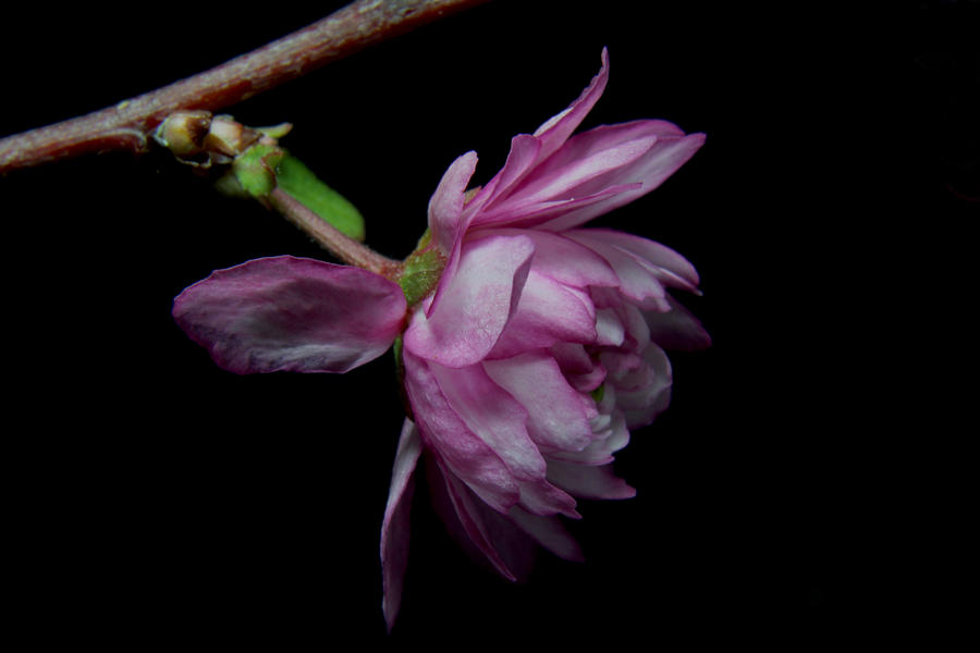 Flowering Almond 2011-27 Photograph by Robert Morin