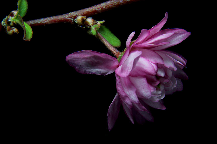 Flowering Almond 2011-28 Photograph by Robert Morin