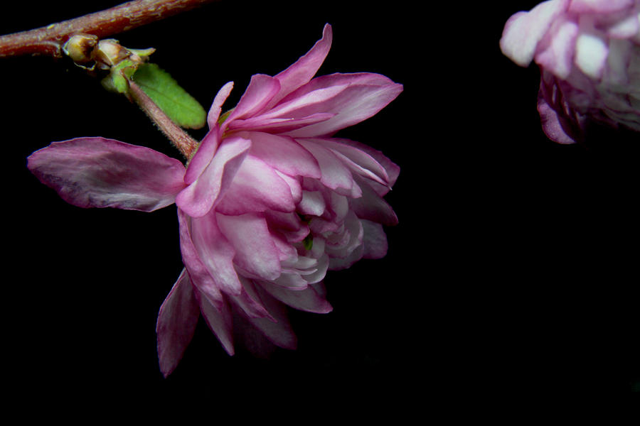 Flowering Almond 2011-29a Photograph by Robert Morin