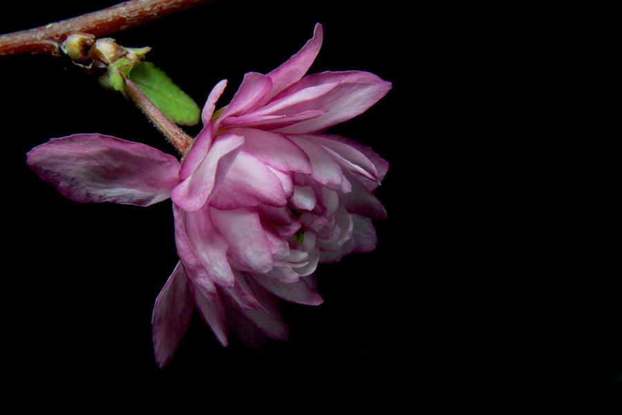 Flowering Almond 2011-29b Photograph by Robert Morin
