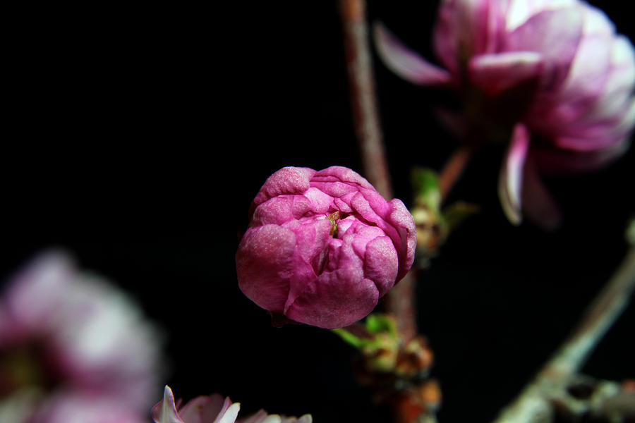 Flowering Almond 2011-4a Photograph by Robert Morin