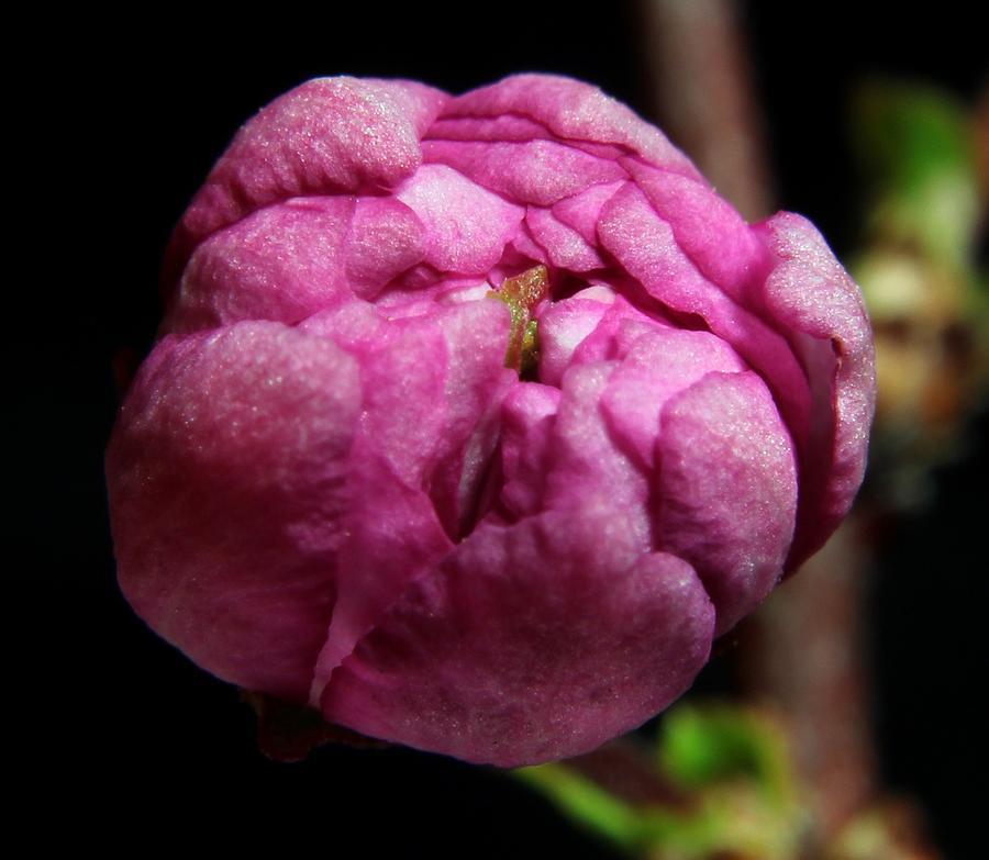 Flowering Almond 2011-4b Photograph by Robert Morin