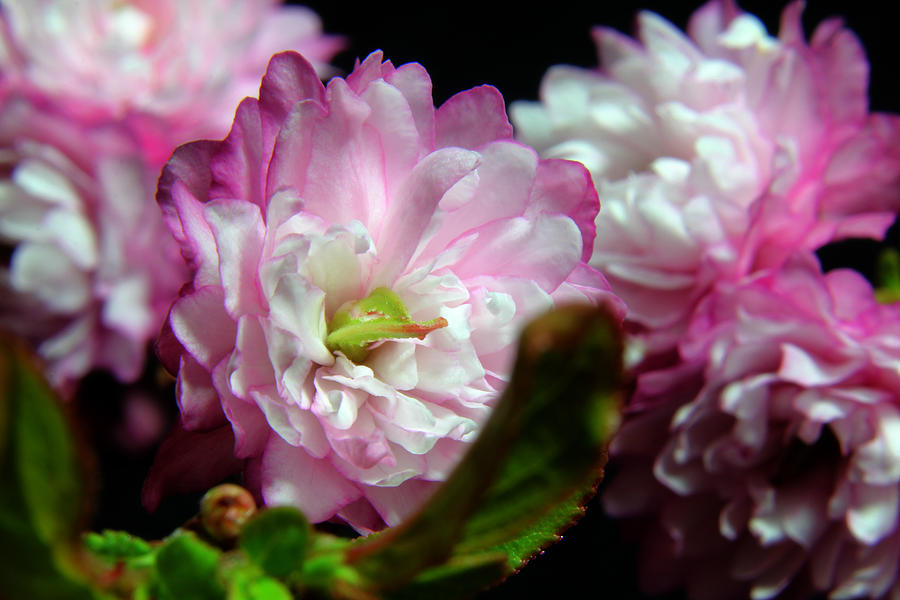 Flowering Almond 2011-5 Photograph by Robert Morin