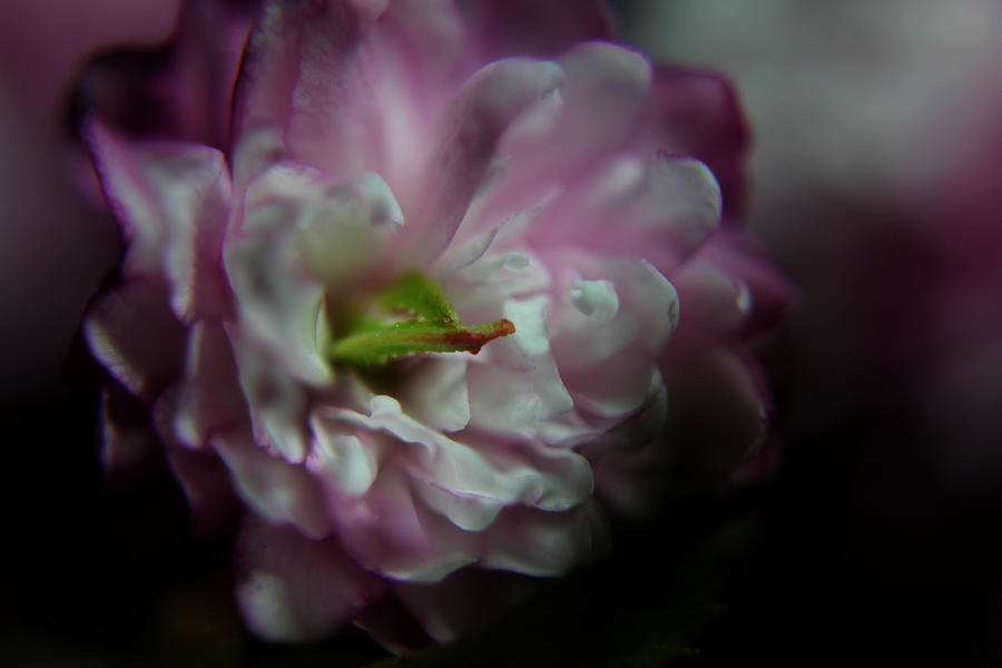 Flowering Almond 2011-8 Photograph by Robert Morin