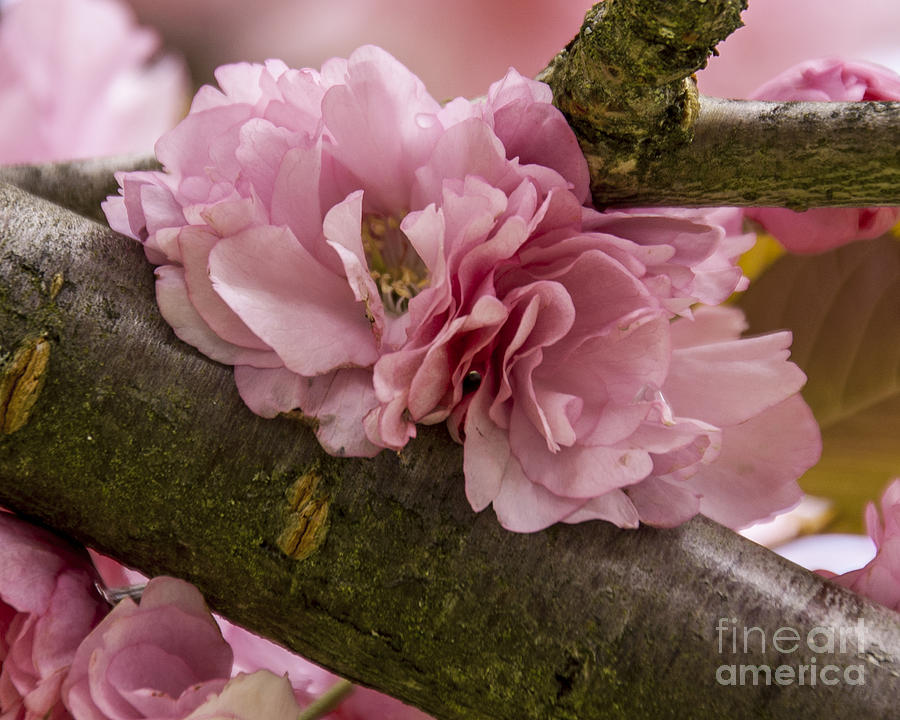 Flowering Almond I Photograph by Chuck Flewelling