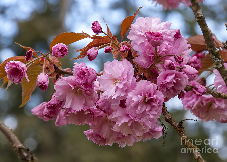 Flowering Almond II Photograph by Chuck Flewelling