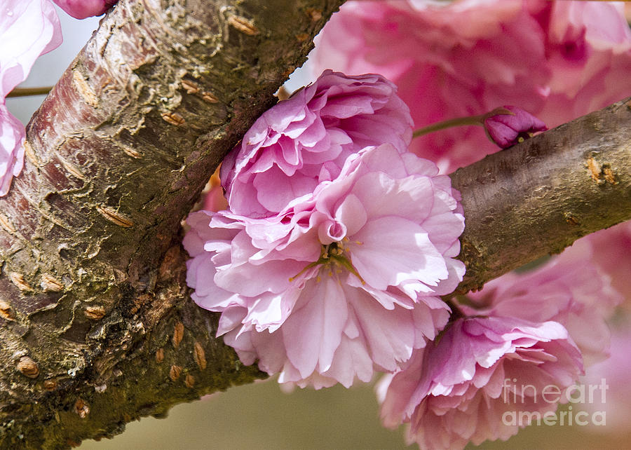 Flowering Almond III Photograph by Chuck Flewelling