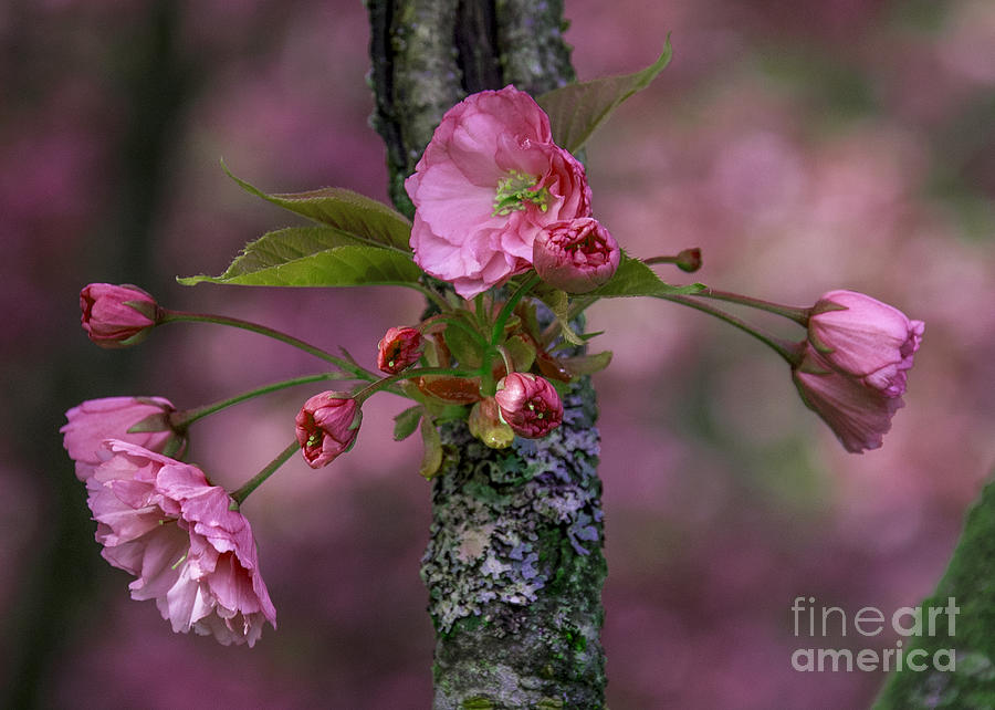 Flowering Almond IV Photograph by Chuck Flewelling