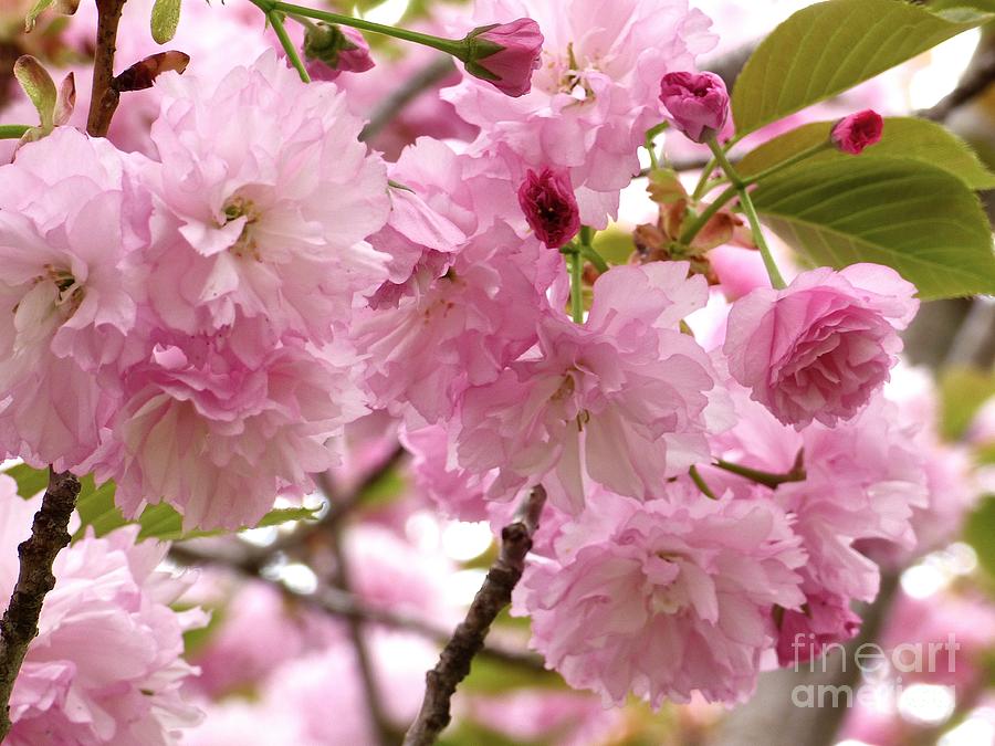 Flowering Almond Photograph by Jean Wright