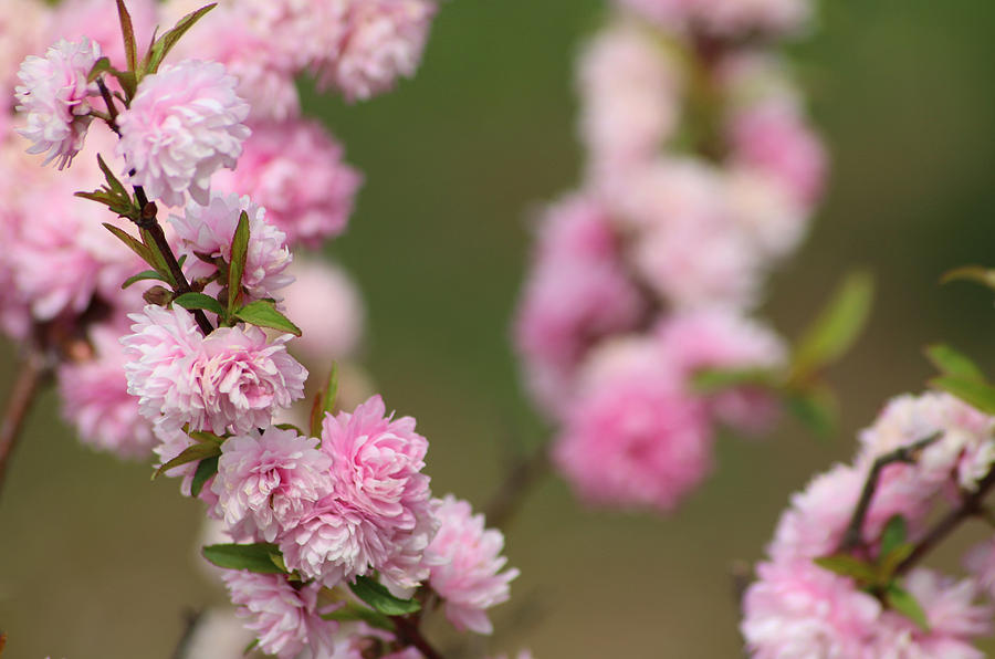 Flowering Almond Photograph by Living Color Photography Lorraine Lynch