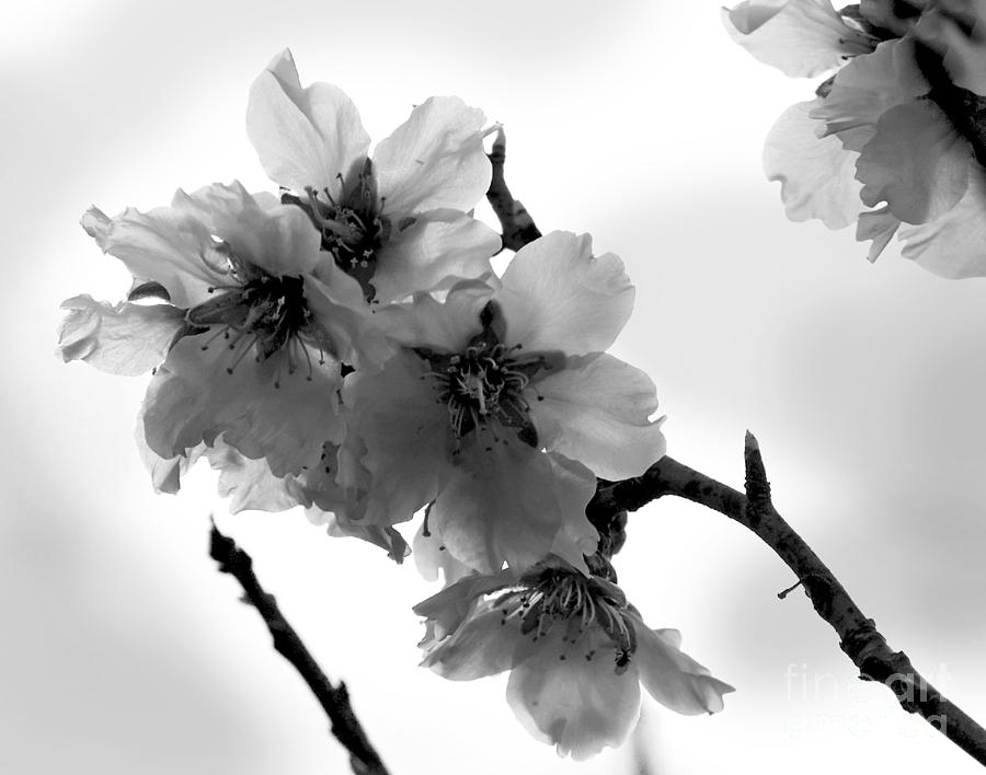 Flowering Almond Tree Photograph By Art By Magdalene