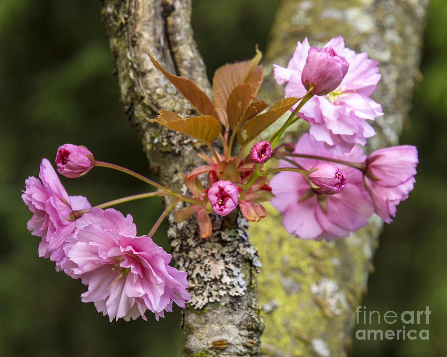 Flowering Almond V Photograph by Chuck Flewelling