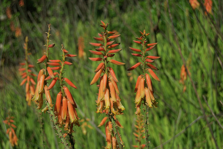 Flowering Aloe Vera Photograph
