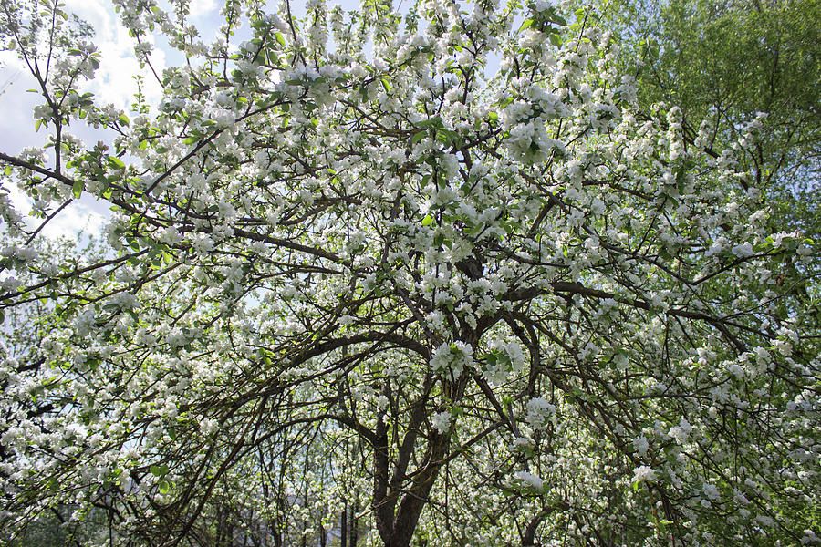 Flowering apple tree. Photograph by Larissa Antonova - Fine Art America