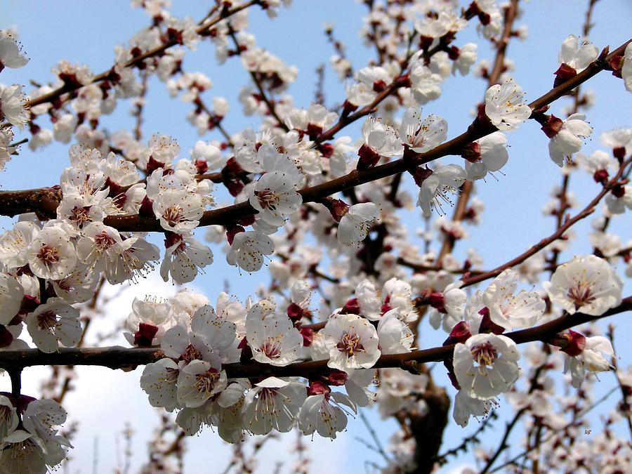 Flowering Apricot Tree Photograph by Will Borden