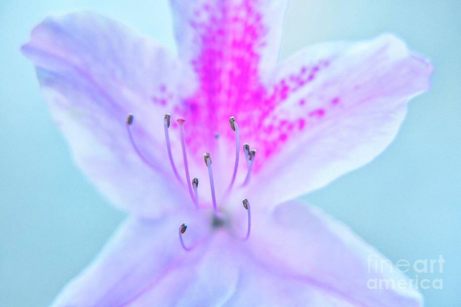 Nature Photograph - Flowering Azalea by Julia Hiebaum