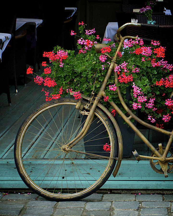 Flowering Bicycle Photograph by Rebekah Zivicki