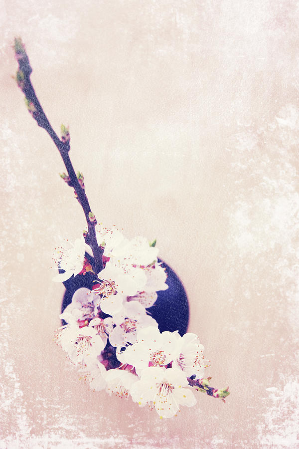Flowering branch of apricot Photograph by Iuliia Malivanchuk