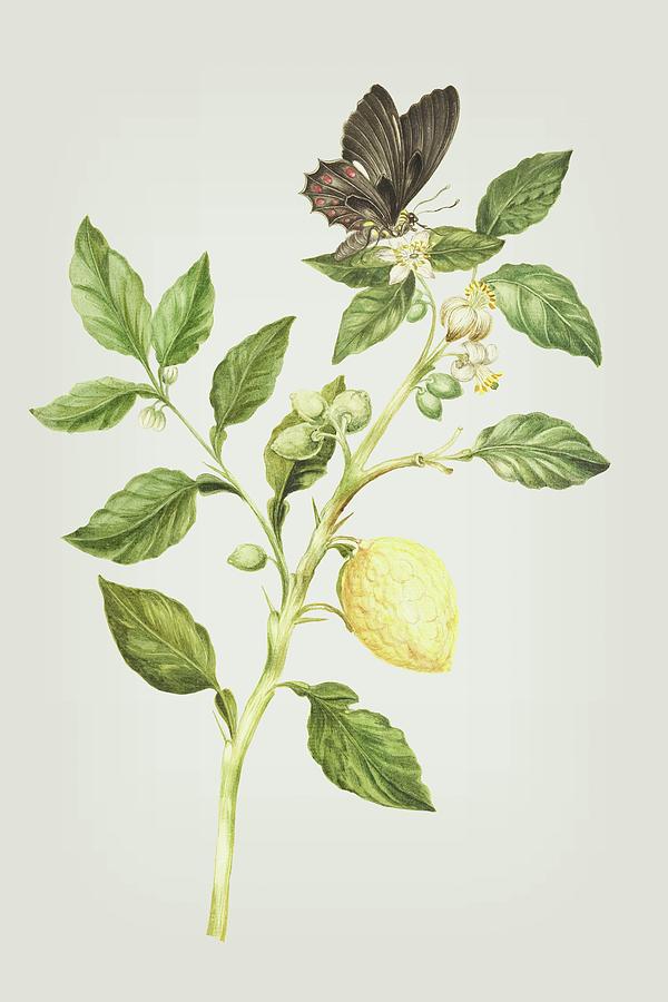 Flowering Branch Of Lemon Tree Fruit And Butterfly by Cornelis Markee 1763 Mixed Media by Movie Poster Prints