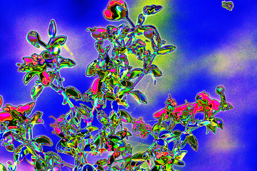 Flowering Brittle Bush In An Altered State Photograph by Richard Henne