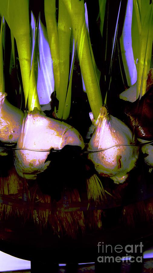 Flowering Bulb Roots  Botanical Photograph by Margie Avellino