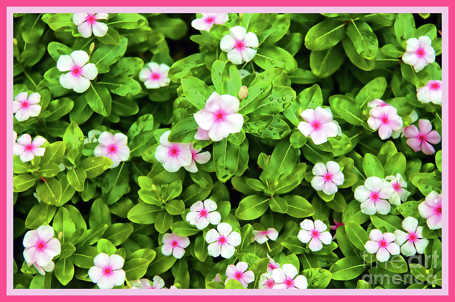 New Guinea Impatiens Photograph By Doug Berry Fine Art America   Flowering Bush Doug Berry 